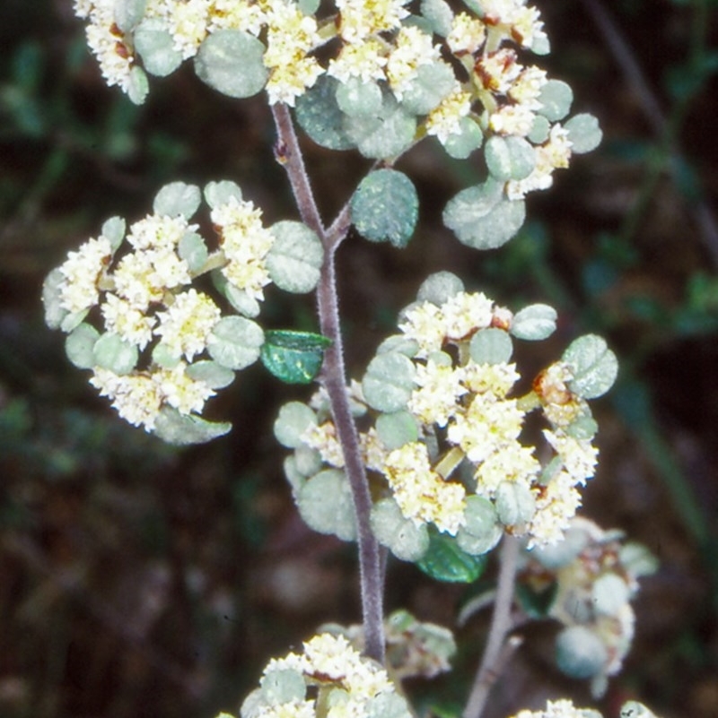 Spyridium parvifolium