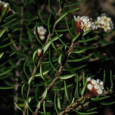 Spyridium scortechinii