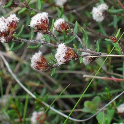 Spyridium scortechinii