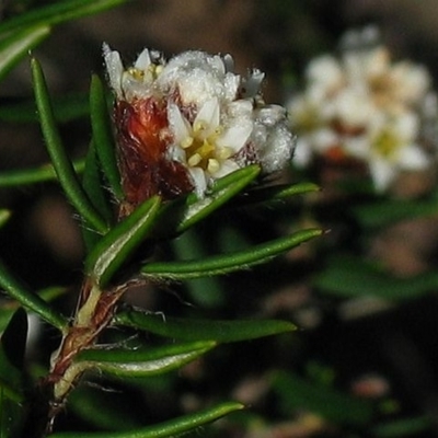 Spyridium scortechinii