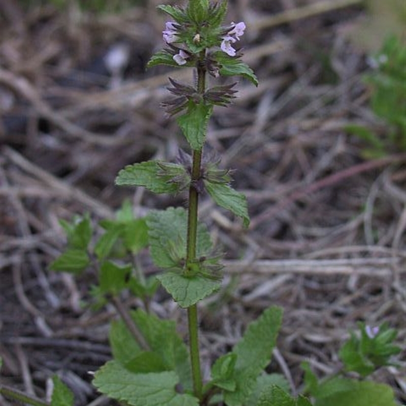 Stachys arvensis