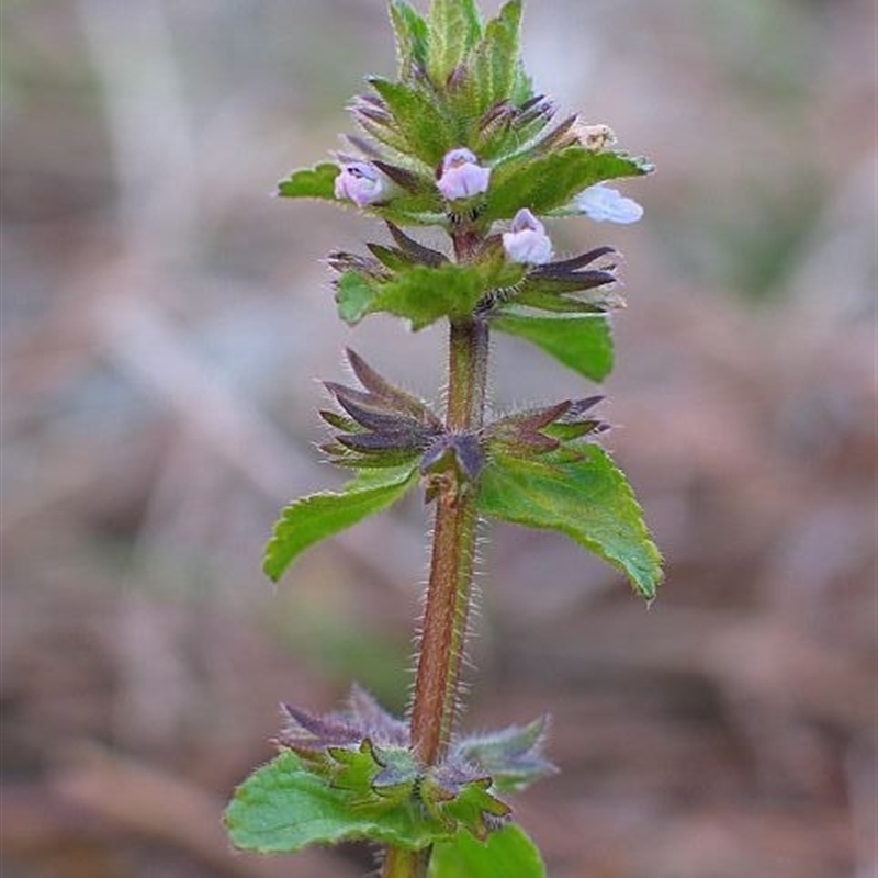 Stachys arvensis