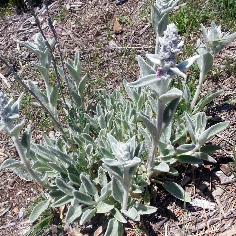 Stachys byzantina