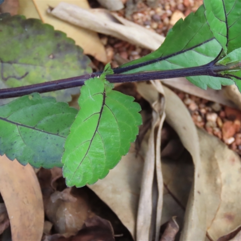 Stachytarpheta jamiacensis