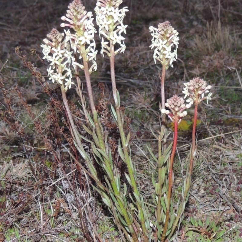 Stackhousia monogyna