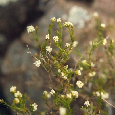 Asperula ambleia