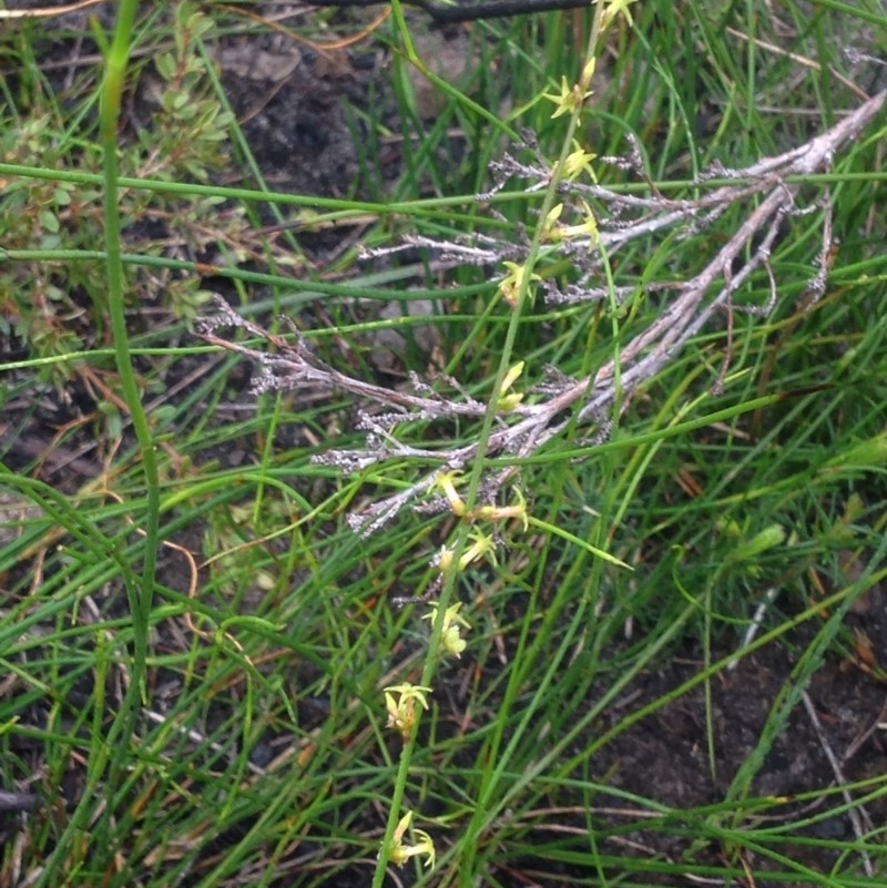 Stackhousia nuda