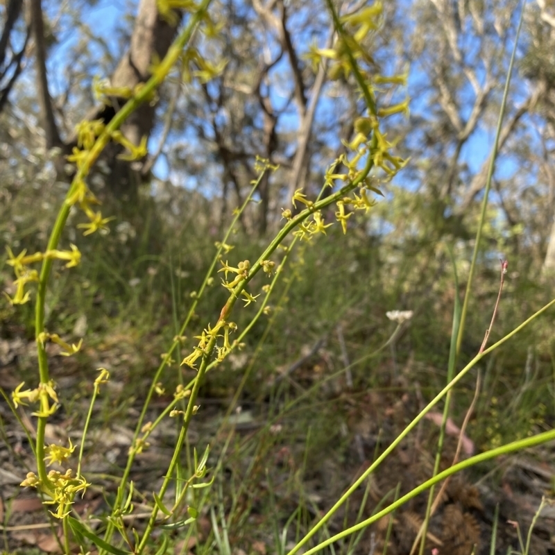 Stackhousia nuda