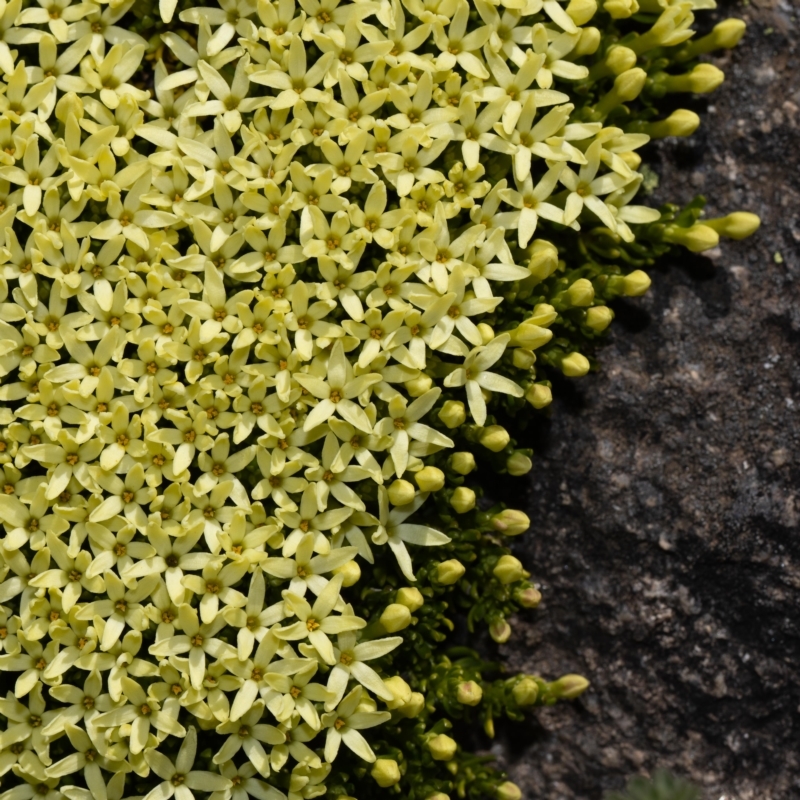 Stackhousia pulvinaris