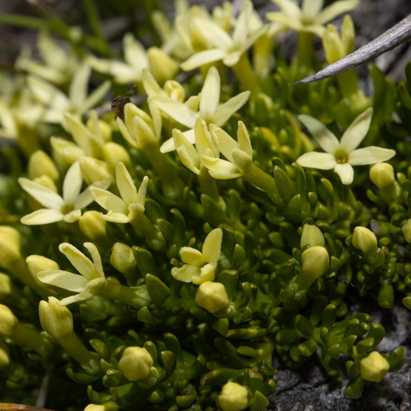 Stackhousia pulvinaris