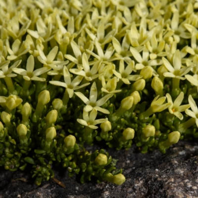 Stackhousia pulvinaris