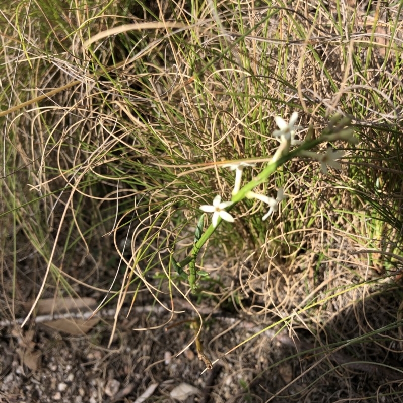 Stackhousia sp.