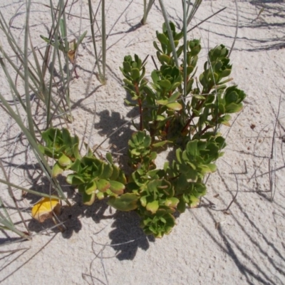 Stackhousia spathulata