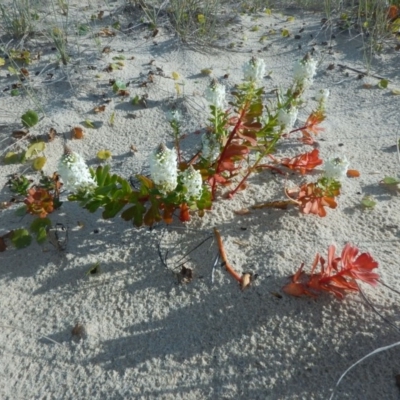 Stackhousia spathulata