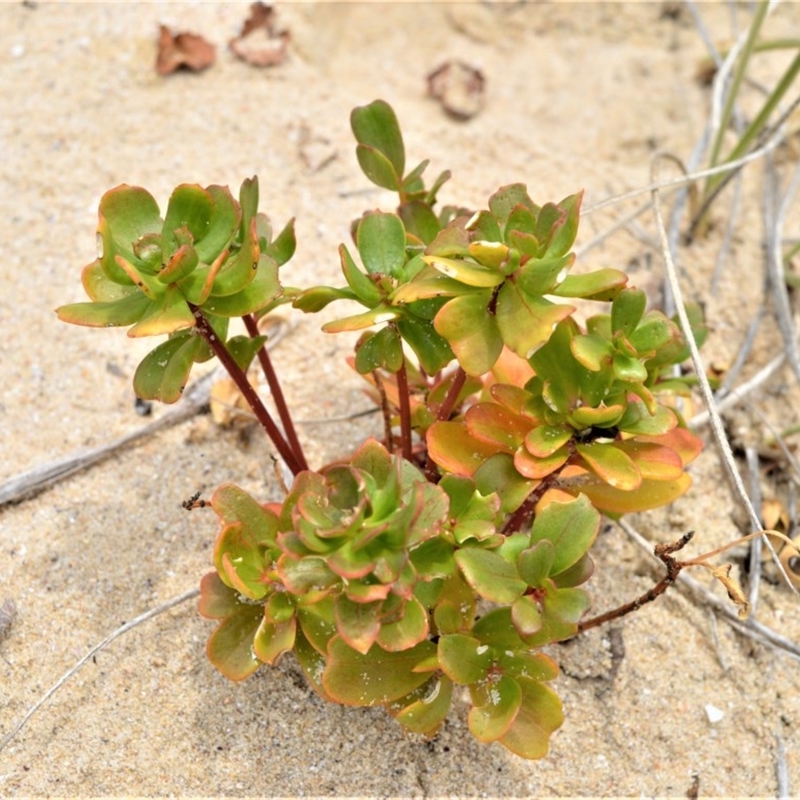 Stackhousia spathulata