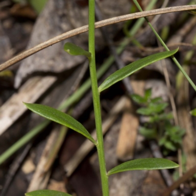 Stackhousia viminea