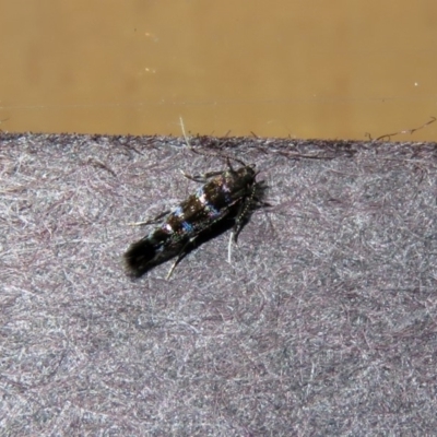 Stagmatophora argyrostrepta