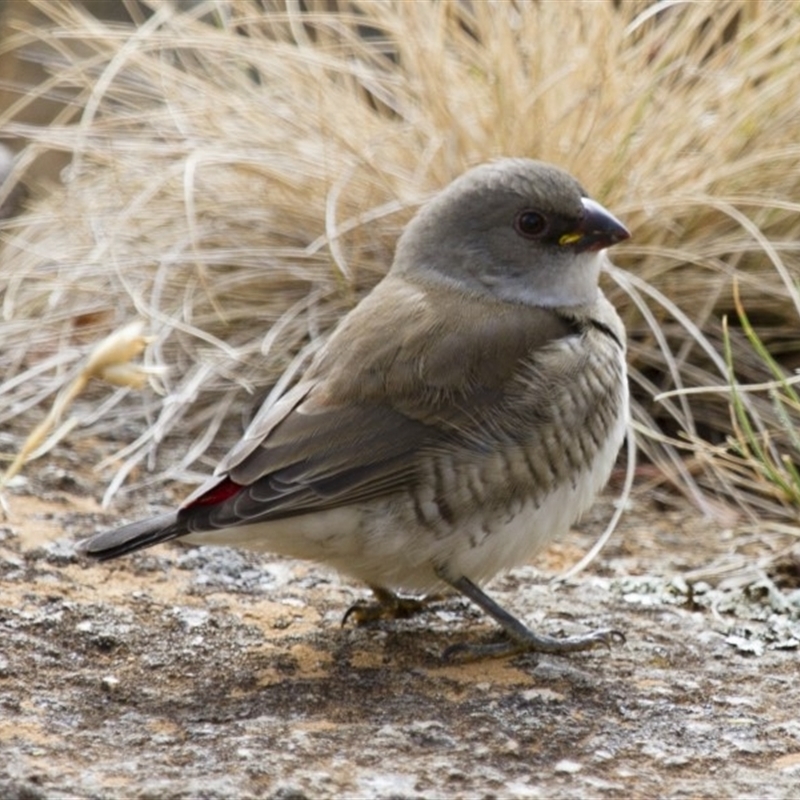 Stagonopleura guttata