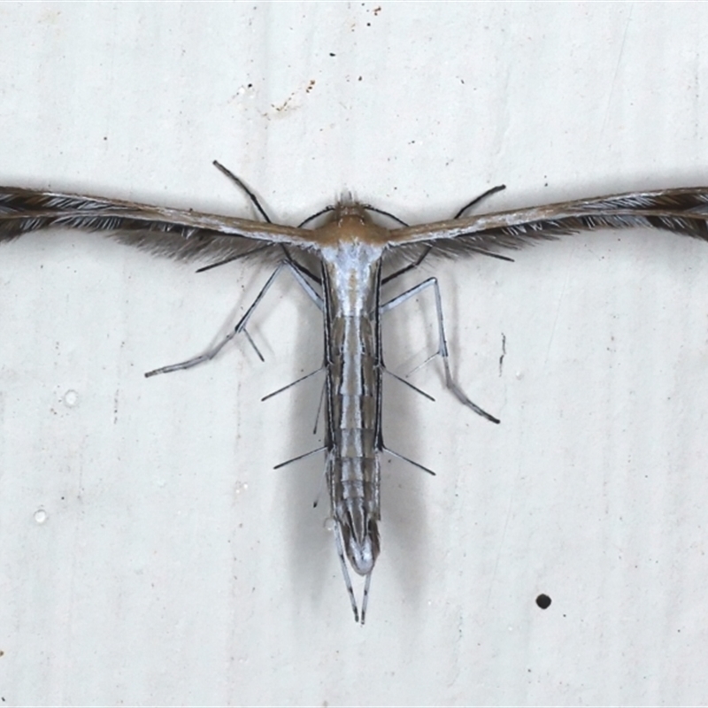 Stangeia xerodes