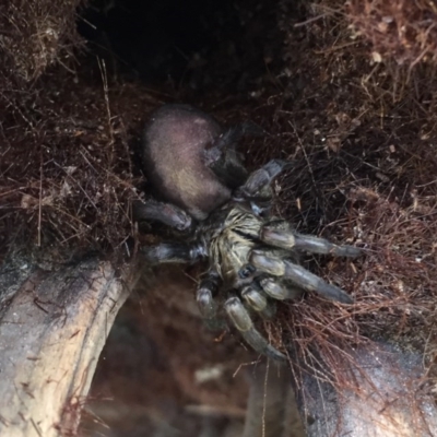 Adult Female