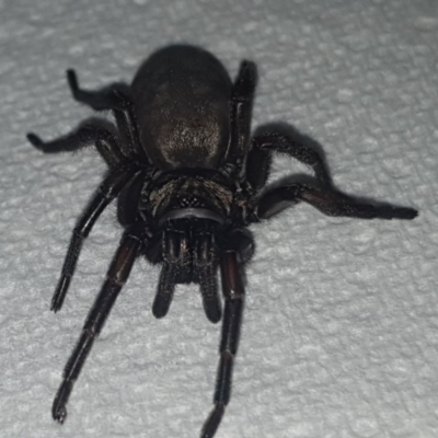 Adult Male