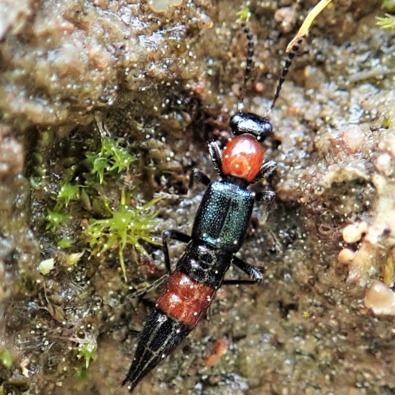 Staphylinidae (family)