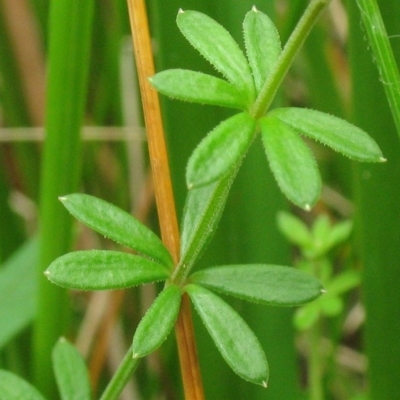 Asperula gunnii