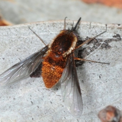 Staurostichus sp. (genus)