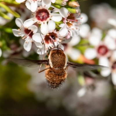 Staurostichus sp. (genus)