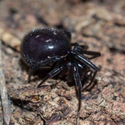 Steatoda grossa