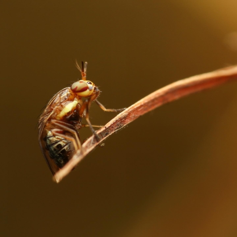 Steganopsis melanogaster