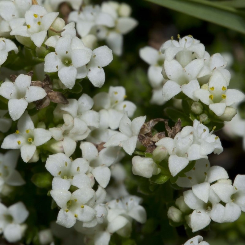 Asperula pusilla