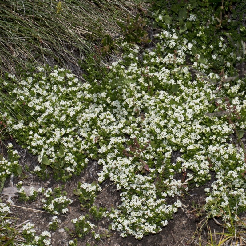 Asperula pusilla