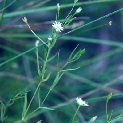 Stellaria angustifolia