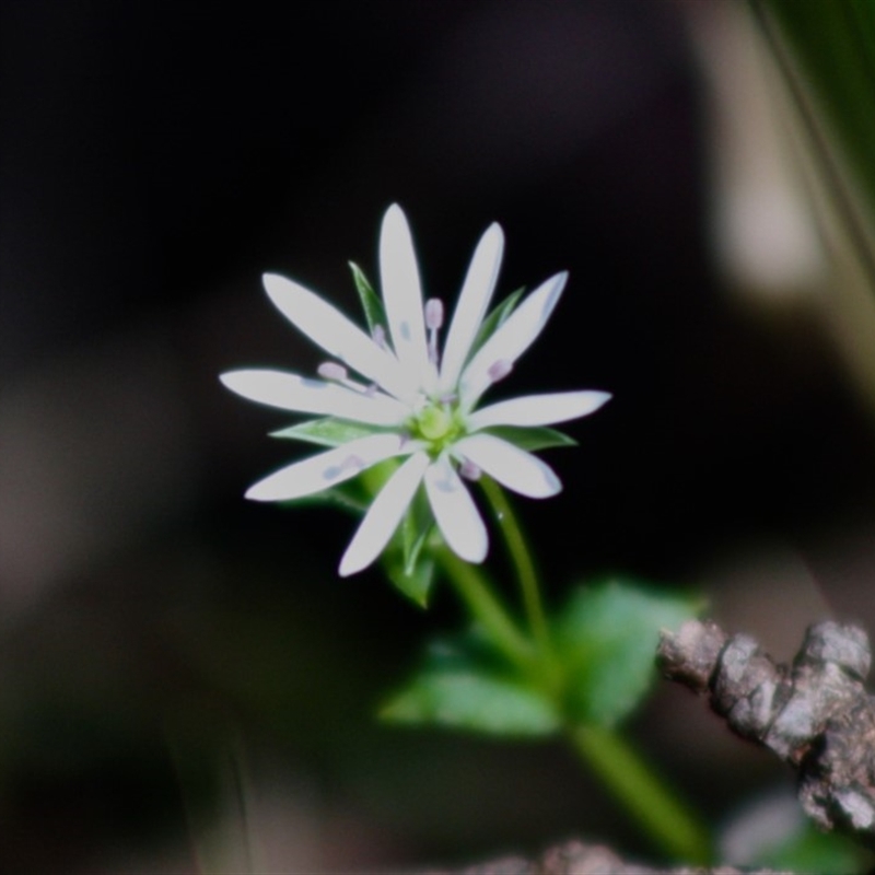 Stellaria flaccida