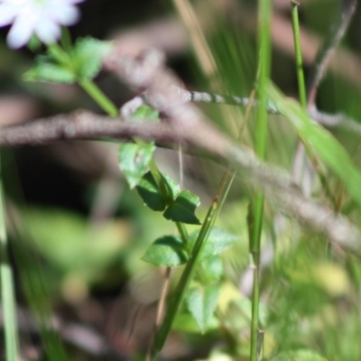 Stellaria flaccida