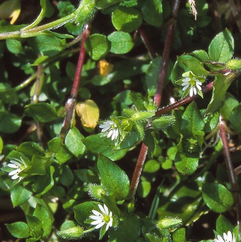 Stellaria media