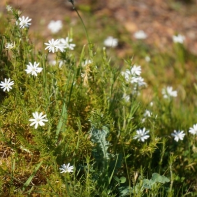 Stellaria pungens