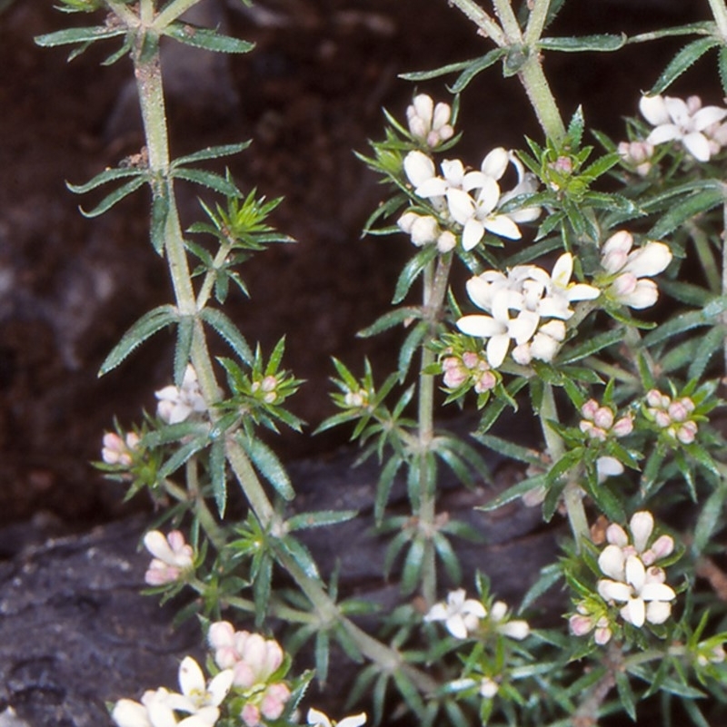 Asperula scoparia