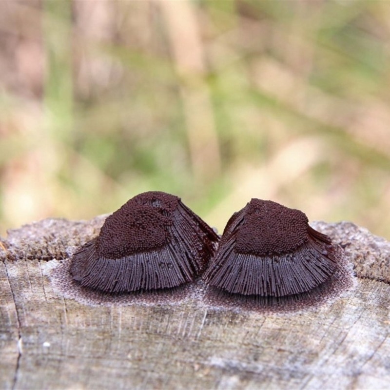 Stemonitis sp. (genus)