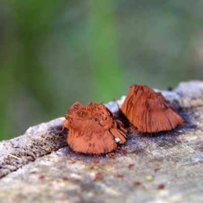 Stemonitis sp. (genus)