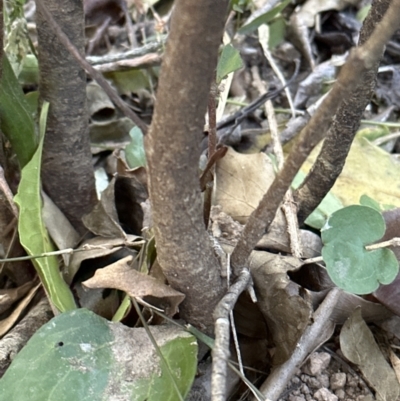 Stenocarpus salignus