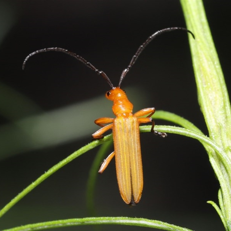 Stenoderus concolor