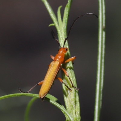 Stenoderus concolor