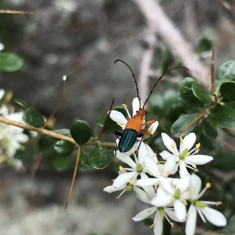 Stenoderus ostricilla