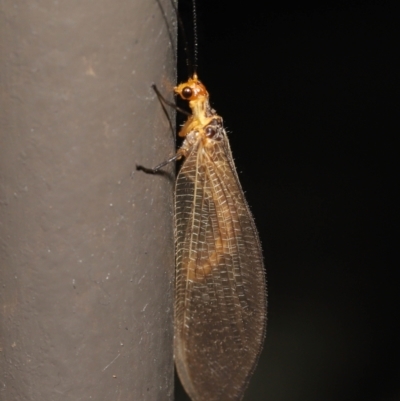 Stenolysmus extraneus