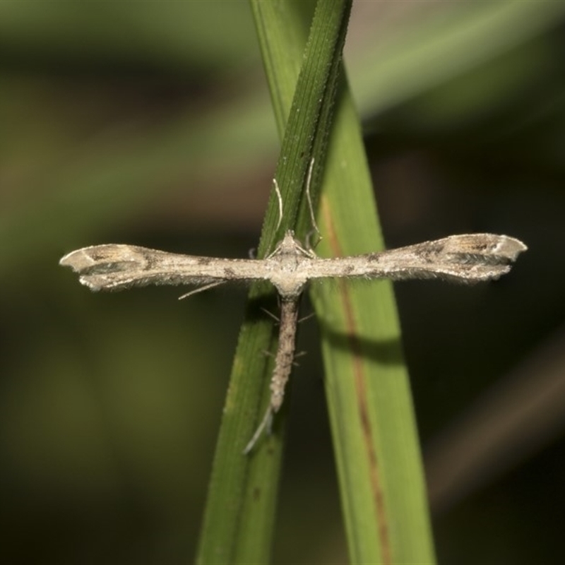 Stenoptilodes taprobanes