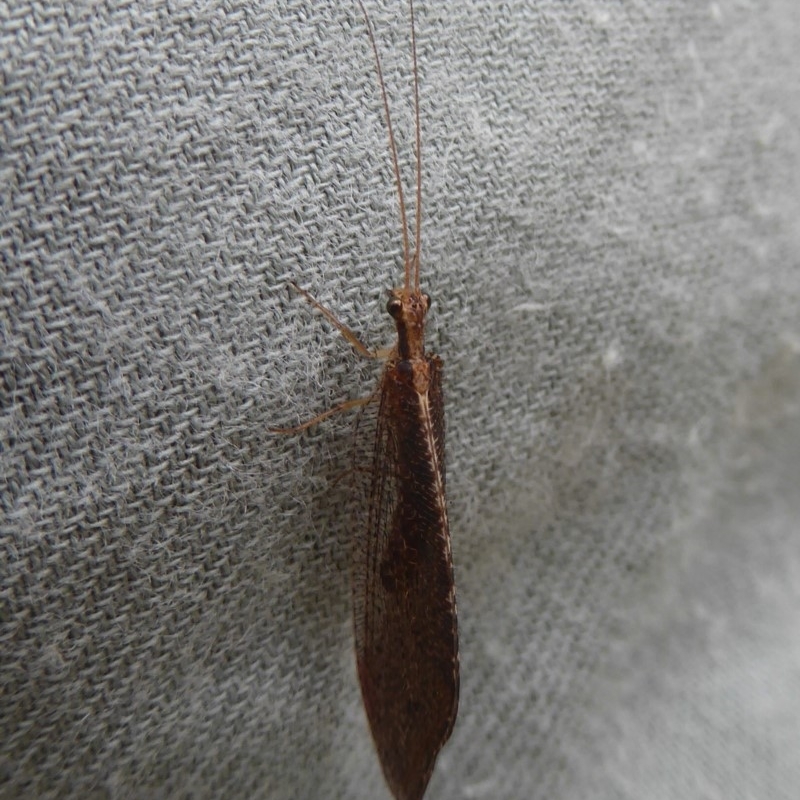 Stenosmylus sp. (genus)