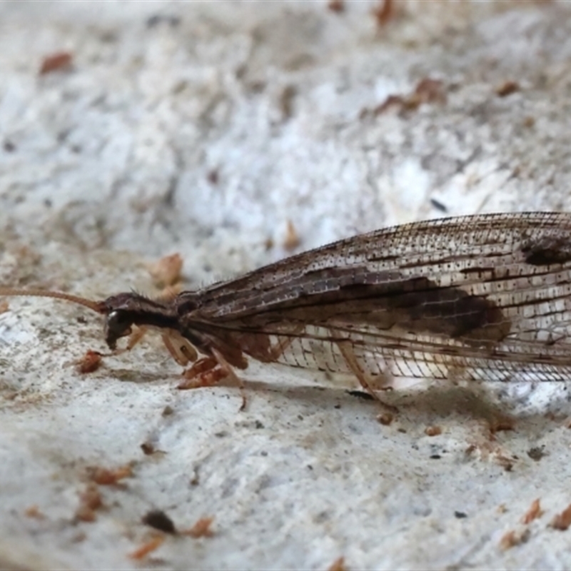 Stenosmylus stenopterus