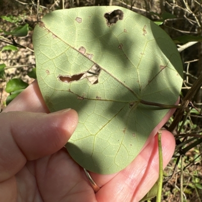 Stephania japonica